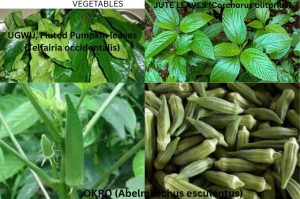 ORGANIC VEGETABLES